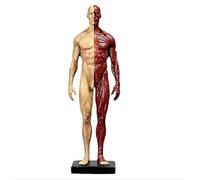 11 Inch Human Anatomy Figure Human Body Musculoskeletal Anatomical Model Anatomical Skull Head Body Muscle Bone Resin Model for Artist Drawing Study