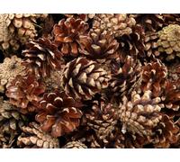 110 PCS Natural Pine Cones 500 g, Size up to 4 cm, Fresh Straight from the Forest, Perfect for Decoration Arts Crafts Wreath Garlands Christmas Wedding