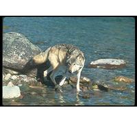 110098 Grey Wolf In River A4 Photo Poster Print 10x8