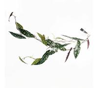 Leaf Artificial 110Cm Trailing Hanging Begonia Maculata Spotted Plant Realistic, Green