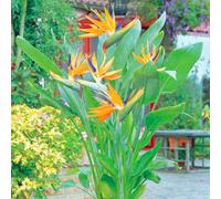 11Cm Strelitzia Reginae Tropical Plant Bird Of Paradise Evergreen Grow Your Own