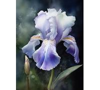 11ct Cross Stitch,Watercolor Iris Flowers 11 Count Counted Stamped Pre Printed Cross Stitch Embroidery Kits for Adults Starter DIY Embroidery Needlework Kit with Patterns 40×50cm(s-g206)