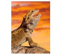 11CT Stamped Cross Stitch Kits for Beginners Bearded Dragon on The Rock Pre-Printed Pattern Stamped Embroidery Kits Fabric Needlepoint Crafts Needlework gifts-16x20 inch