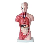 11in Dissectable Digestive System Human Torso Model Diaphragm Labeled Anatomy Anatomical Internal Organs for Medical Science