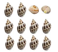 11PCS Hermit Crab Shells Turbo Seashells for Small Medium and Large Crabs Hermit Crab Accessories Natural Sea Conch Size 1.6" - 2.8"
