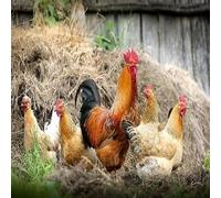 12 Fertile Chicken Hatching Eggs FREE RANGE Healthy Mixed Crossed Breeds & Sizes