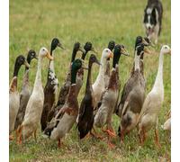 12 Fertile Duck Hatching Eggs FREE RANGE Healthy Mixed Crossed Breeds & Sizes