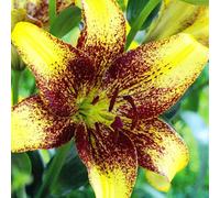 (12) GOLDEN STONE LONGIFLORUM ASIATIC LILY