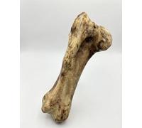 12 Inch Massive Beef Flavoured Dinosaur Bone Dog Chew Toy for Medium and Large Dogs