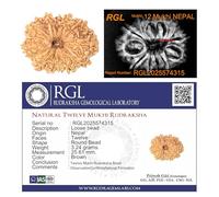 12 Mukhi X Ray Certified Rudraksha Bead - Origin Nepal - Hand Selected - Twelve Face | Good Shape & Matured Bead |