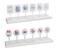 12 Parts Animal and Plant Cell Mitosis and Meiosis Model, Medical Science Anatomy Cell Models, for Biology Teaching Aid Equipment Teaching Demonstration, Lab Supplies