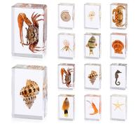 12 Pcs Ocean Animal Insect in Resin Specimen Bugs Collection Paperweights，12 Styles Real Bug Specimen Bug Kit Preserved in Resin for Scientific Educational Display Supplies (Ocean)