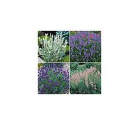 12 plug plants Fragrant Lavender in 4 varieties ready to pot plant