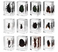 12 Resin-Encased Bug Specimens, Educational Insect Collection For Kids, Men, Women, And Bug Enthusiasts