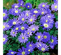 12 x Anemone Blanda Blue Shades - Magically Beautiful - Abundant Daisy Like Flowers - Perennial Bulbs - Mix Shades of White and Blue - for Your Beautiful Garden