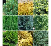 12 X Evergreen Conifer Plant Mix - Hardy Outdoor Garden Shrubs | 9cm Pots
