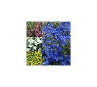 12 X MIXED ALPINES 6 VARIETIES COLOURFUL LARGE FLOWERING PERENNIAL POTTED PLANTS