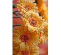 1200 Piece Jigsaw Puzzles for Adults, Yellow Daisies Classic Puzzle, 29.5x19.7 inch, Premium Interlocking No Dust, Family Indoor Activity