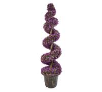 120cm Purple Large Leaf Spiral with Decorative Planter