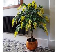 120cm Yellow Flowering Wisteria Tree