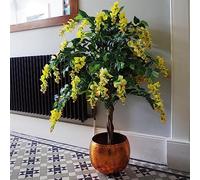 120cm Yellow Flowering Wisteria Tree
