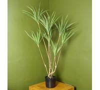 Leaf 125Cm Dragon Plant Dracaena Tree Artificial Natural Look