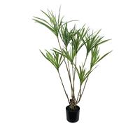 Leaf Design 125cm Artificial Dragon Tree Dracaena Plant (Natural Look)