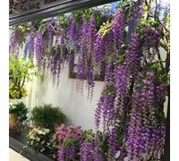 12pcs Artificial Purple Wisteria Hanging Vines