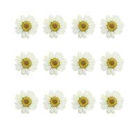 12pcs Dried Daisy Pressed Flowers Handmade DIY Craft Accessories