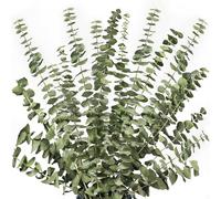 12Pcs Dried Eucalyptus Branches Greenery Stems,17 Inch Real Natural Live Eucalyptus Leaves Plant Greenery Decor
