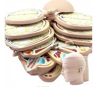 12PCS Human Head and Brain Cross-Section Anatomical Model, Human Brain Model with Slice Horizontal Section Clear Anatomy Logo, for Medical Study Education Display