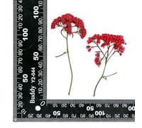 12PCS Set Dried Flower with Branch for DIY Resin Jewelry Making Fillings Real Pressed Flowers Scrapbooks Craft Decorations