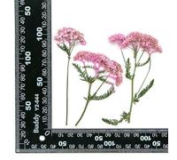12PCS Set Dried Flower with Branch for DIY Resin Jewelry Making Fillings Real Pressed Flowers Scrapbooks Craft Decorations