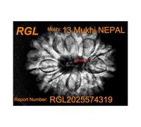 13 Mukhi X Ray Certified Rudraksha Bead - Nepal Origin - Hand Picked - Thirteen Face | Good Shape & Matured Bead |