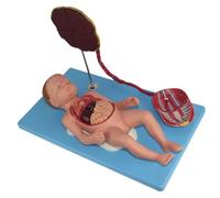 13-Part Detachable Fetal Anatomy Model with Umbilical Cord & Placenta Neonatal Viscera Anatomy Model- Educational Tool for Schools, Hospitals and Doctors Offices