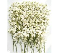 130 Pcs Dried Pressed Baby's Breath Flowers, Natural Gypsophila Mini Blooms For Resin Art, Diy Crafts, Wedding Cards And Vase Deco