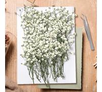 130Pcs Dried Pressed Baby's Breath Flowers, Real Nature Dried Mini White Gypsophila Flowers for Resin Art Craft DIY Making Wedding Card Home Party Decor