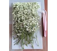 130PCS Dried Pressed Baby's Breath Flowers with Tweezer, Real Natural Dried Mini White Gypsophila, Natural Pressed Flowers for Art Crafts, Wedding Card Family Party,Scrapbooking Candle Jewelry Making