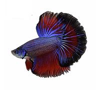 13cm for Blue Paradise Male Betta Fish Laptop Car Stickers Air Conditioner Decal Windshield Laptop