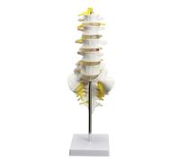 13cm Life Size Chiropractic Human Anatomical Lumbar Vertebral Spine Anatomy Model School Educational Medical Teaching