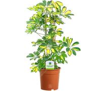 13cm Schefflera Gerda - 1 Plant - House / Office Live Indoor Pot Plant Tree