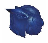 13cmx10.8cm Fighting Fish Car Stickers Rear Windshield Car Roof Decal Creative Car