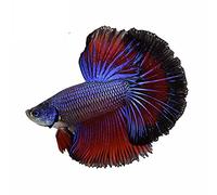 13cmx11.5cm Auto Car Stickers for Male Halfmoon Betta Fish Siamese Fighting Fish