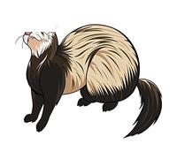 13cmx12.4cm for Ferret Rodent Do You Have A Problem Car Stickers Windows