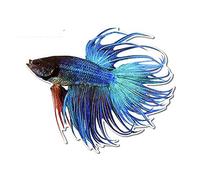 13cmx4.3cm for Betta Fish Personality Car Stickers Waterproof Window Trunk Decal Vinyl