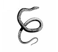 13cmx8.7cm Black Car Stickers and Decals for Moccasin Snake Vinyl Decoration Motorcycle