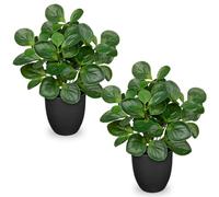 14.5" Artificial Plants Indoor Home Decor, Fake Potted Silk Plants for Shelves Living Room Decor, Small Artificial Office Desk Plants in Pots, Faux Peperomia Hope Tropical House Plant, Sets of 2