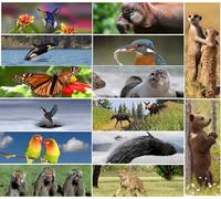 14 Animal Bookmarks with Moving Effect: Lenticular Bookmark Set with Flips - up to 8 Changing Pictures in one Bookmark