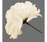 144 Cream/Ivory carnation picks artificial silk flowers, wedding buttonholes, funeral tributes