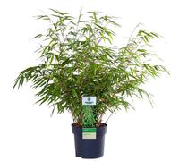 (14cm pot (40-50cm height)) Fargesia Rufa Hardy Non-Invasive Red Panda Bamboo Garden Plant for Screening